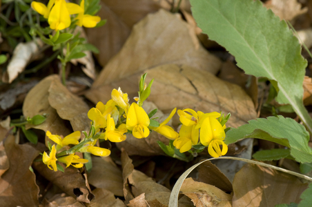 Genista pilosa/Hairy knee
