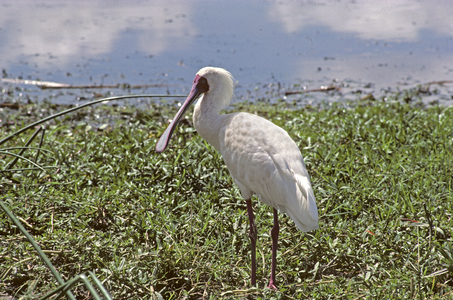 Platalea alba/African Spatula/African Spoonbill