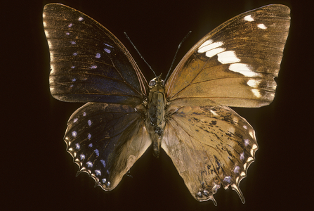 Tiridate charaxes tiridatinus/Bilateral and mosaic gynandromorphism/Bisexual male and female butterfly/Gynandromorphic butterfly