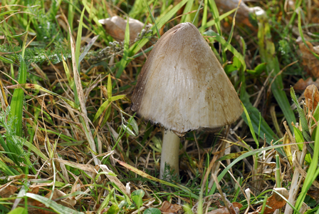 Coprinus atramentarius/Black Coprin/Ink Coprin