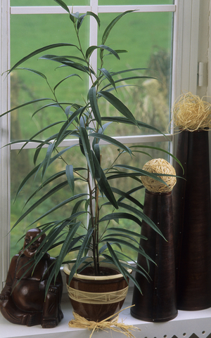 Ficus binnendijkii