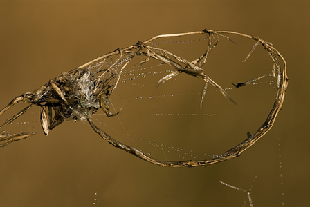 Larinioides cornutus/Reed Sparrow