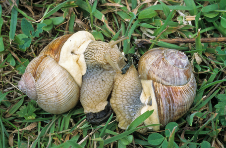 Helix pomatia/Burgundy snail/Roman Snail