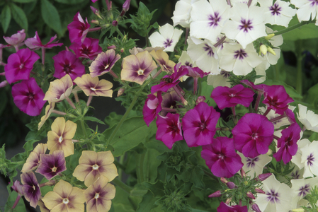 Phlox drummondii 'Tapestry'/Phlox by Drummond 'Tapestry'