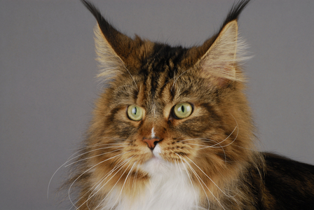 Cat/Breed: Maine Coon/Dress: Brown Blotched Tabby and white/Name: Pillowtalk's sherkan - MANDATORY MORTATION: Sulena de Tengri'nor Chattery