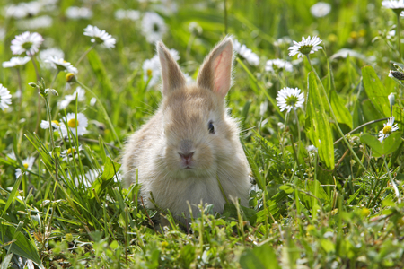 Domestic Rabbit/Lapereau