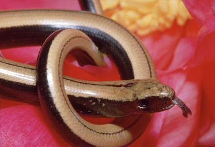 Fragile Anguis/Orvet/Slow Worm