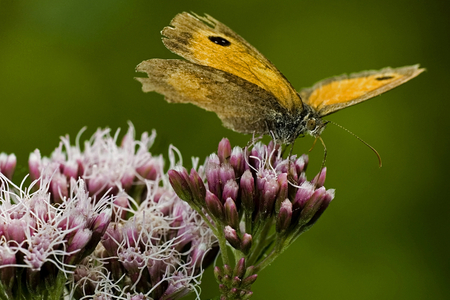 Pyronia tithonus/Amaryllis/Gatekeeper
