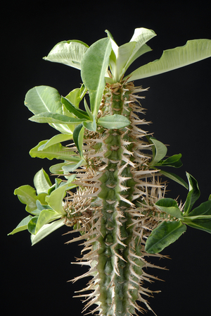 Euphorbia viguieri/Euphorbo