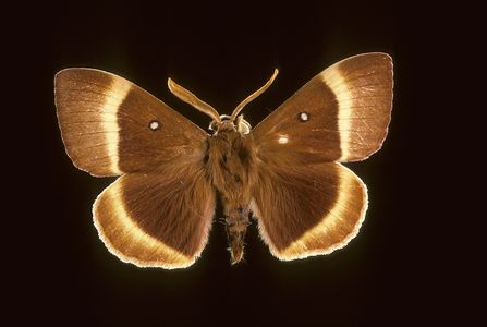 Lasiocampa quercus/Minimal with yellow stripes/Male