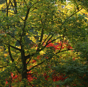 Acer platanoides/Maple Plane/Norway Maple