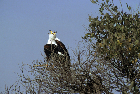 Haliaetus vocifer/African Eagle/African Fish Eagle