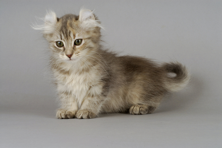 Cat/Kitten/Breed: American Curl Longhair/Name: Barbouille de la Tender Complicite - MANDATORY MENTS: L'Arche Feline