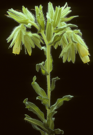 Onosma echioides/Yellow orcanette/Onosma fake viperin/Fastigious orcanette/Golden Drop