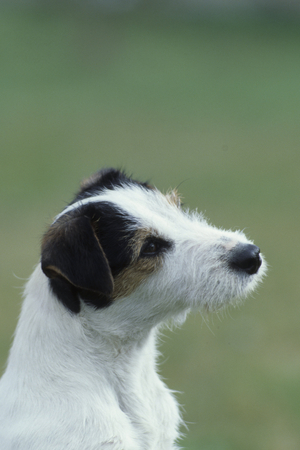 Dog/Breed: Jack Russell Terrier/Puppy