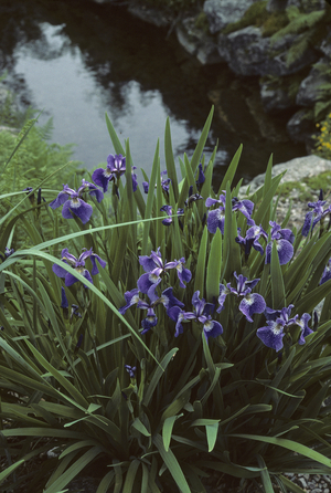 Iris hookeriana/Iris