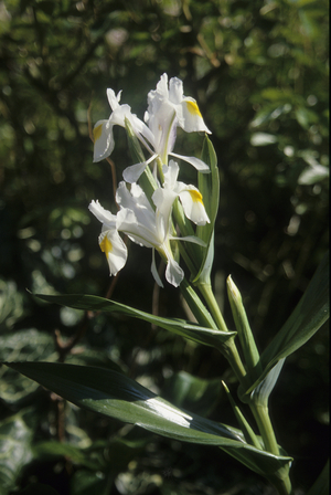 Iris Magnifica
