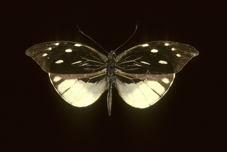 Dismorphia nemessis