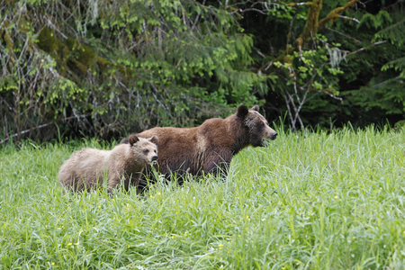 Ursus arctos horribilis/American Brown Bear/Grizzly Bear/Grizzly Bear
