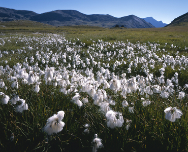 Eriophorum polystachyon/Multi-spiked Linaigrette/Cotton Grassgrass