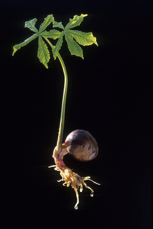 Seed/Aesculus hippocastanum/Common Chestnut/Horse Chestnut
