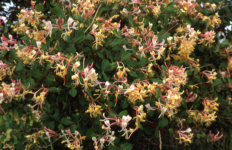 Lonicera caprifolium/Roosesuckle/Honeysuckle