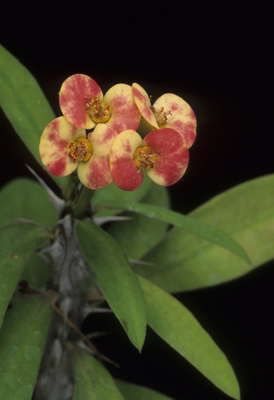 Euphorbia milii 'Tananarivae'/Euphorbo/Spine of Christ/Christ Thorn