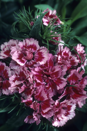 Dianthus barbatus/Carnation of the Poets/Sweet William