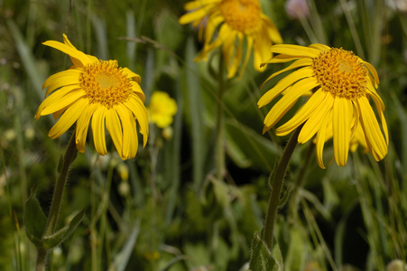 Arnica montana/Mountain Arnica/Mountain Arnica
