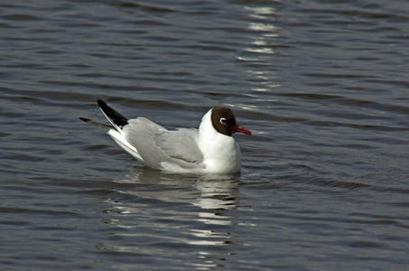 Larus ridibundus/Black Headed Gull/Black Headed Gull