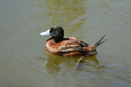Oxyura vittata/Argentine Erismature/Argentina Blue Bill