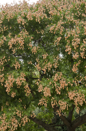 Koelreuteria paniculata/Savonnier de Chine/Golden Raintree