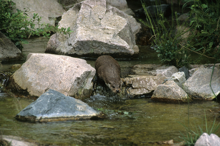 Lutra lutra/European Otter/European Otter
