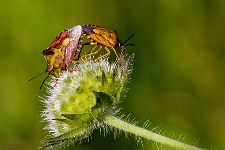 Carpocoris fuscispinus/Bug