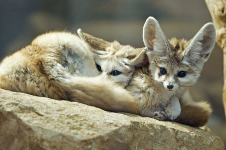 Fennecus zerda/Vulpes zerda/Fennec/Sand Fox/Fennec Fox