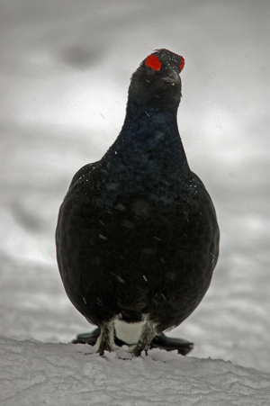 Lyrurus tetrix/Black Grouse/Tetras lyre/Male