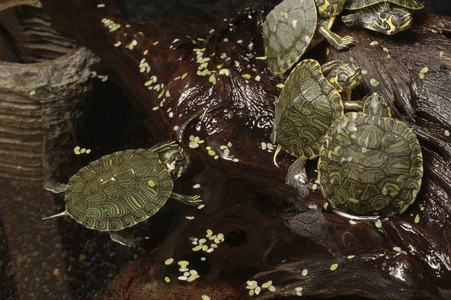 Trachemys scripta elegans/Red-eared Turtle/Chrysemys scripta elegans/Florida Turtle
