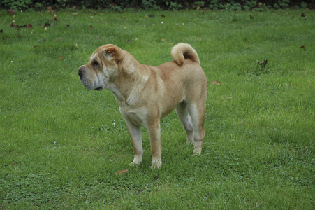 Dog/Breed: Shar-Pei