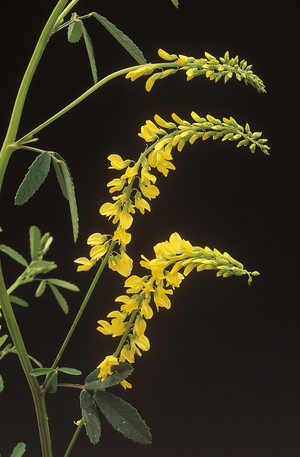 Melilotus officinalis/Melilot officinal/Yellow Sweet