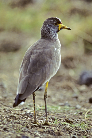 Vanellus senegallus/Vanneau du Senegal/African Wattled Lapwing