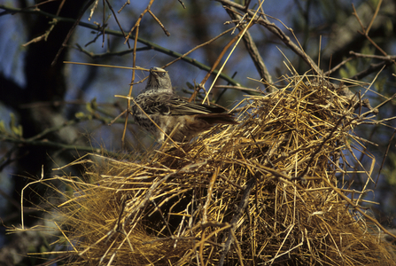 Histurgops ruficauda/Red-tailed Histurgopse/Red-tailed Weaver/Rufous Tailed Weaver