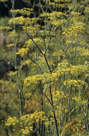 Anethum graveolens/Dill/Dill