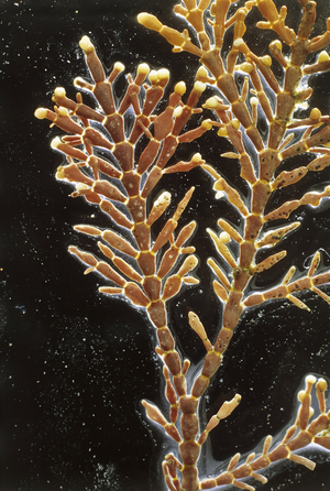 Corallina officinalis/Pink coralline/Brown seaweed