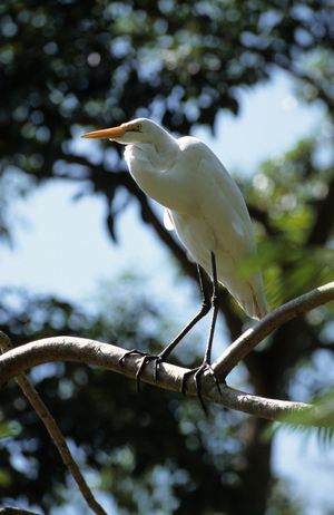 Casmerodius albus/Great Egret