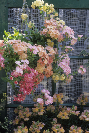 Antirrhinum majus/Wolf's Gueule/Muflier 'Peach and Cream'/Phlox drummondii/Phlox annual 'Coral Reef'/Petunia x/Petunia 'Coral Plume'