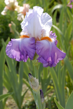 Iris germanica/Iris 'Joli Coeur'