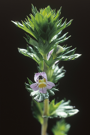 Euphrasia officinalis/Euphraise officinal/Bezel