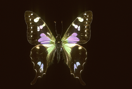 Graphium weiskei