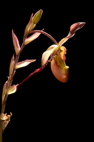 Phragmipedium sargentianum x longifolium