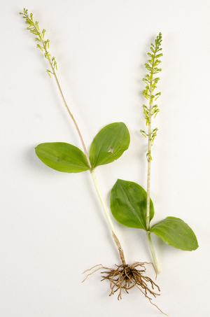 Botanical board/Listera ovata/Listera oval/Double Leaf